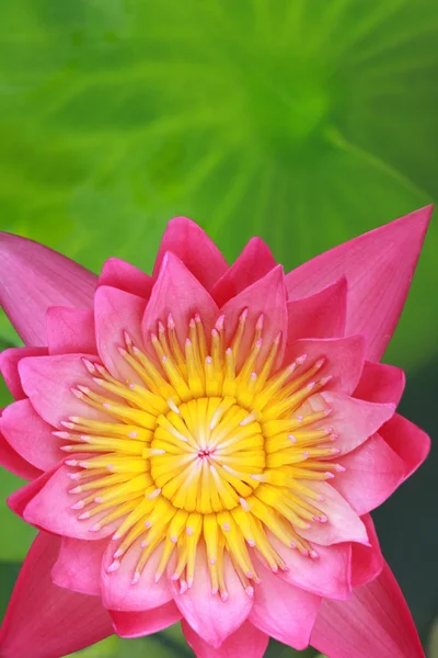 Nénuphar, lotus — Photo