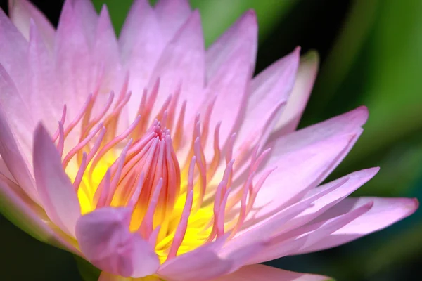 Water lily, lotus — Stock Photo, Image