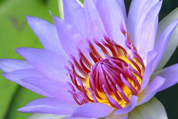 Water lily, lotus — Stock Photo, Image
