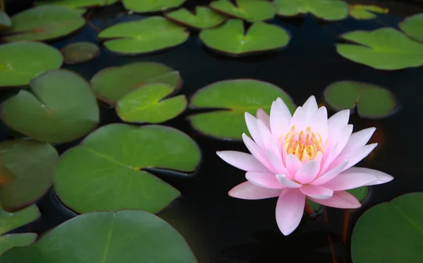 Water lily, lotus — Stock Photo, Image