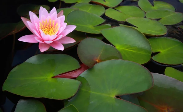 stock image Water lily, lotus