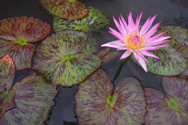 stock image Water lily, lotus