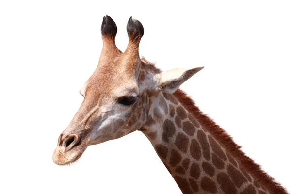 Giraff isolerade bakgrund — Stockfoto