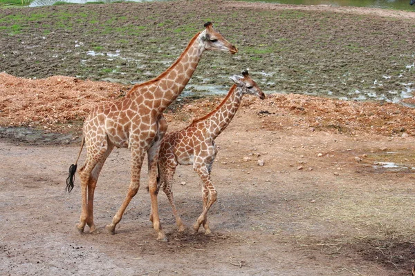 Girafa e bebê — Fotografia de Stock