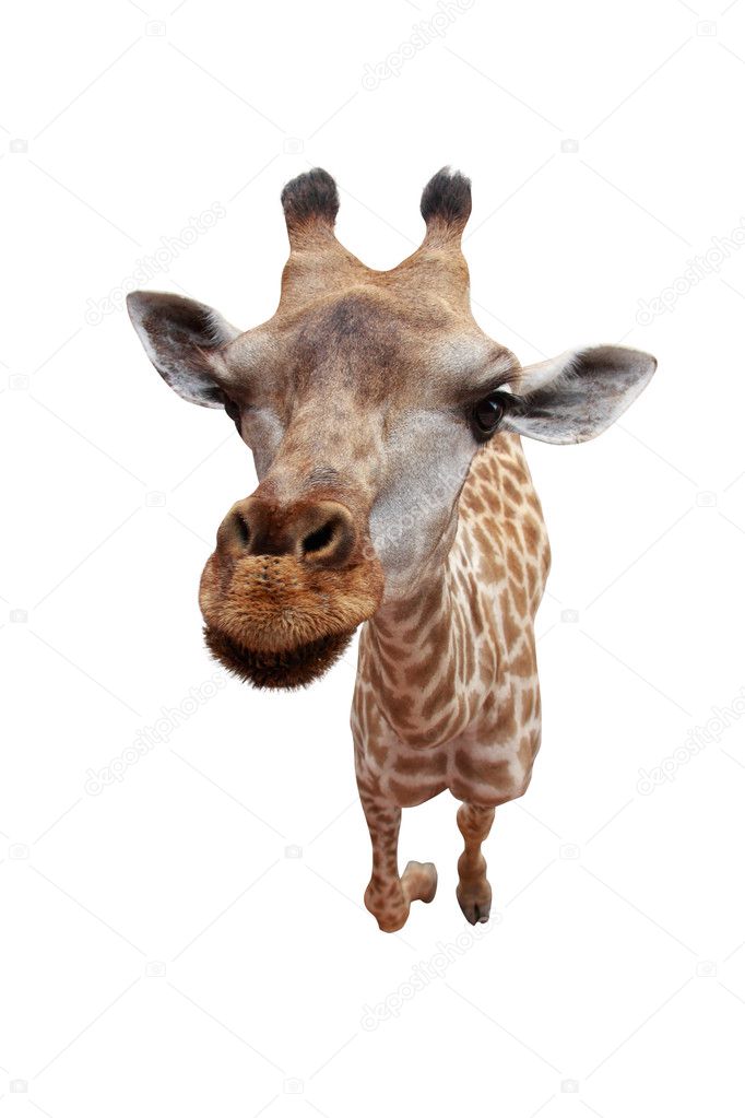 Giraffe isolated background