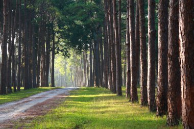 yolu ile çam ağacı üzerinde yan