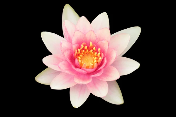 stock image Water lily, lotus