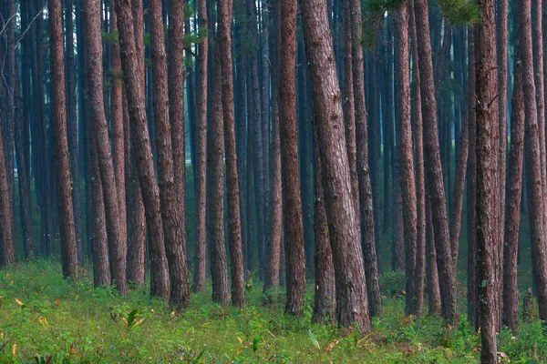 Patrón de pino — Foto de Stock