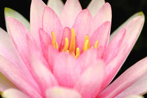 stock image Water lily, lotus