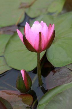 Nilüfer, lotus