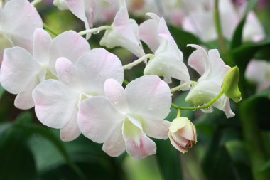 bir grup beyaz orkide