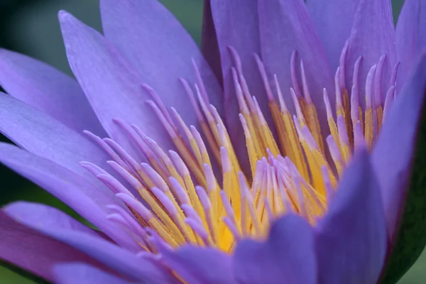 stock image Water lily, lotus