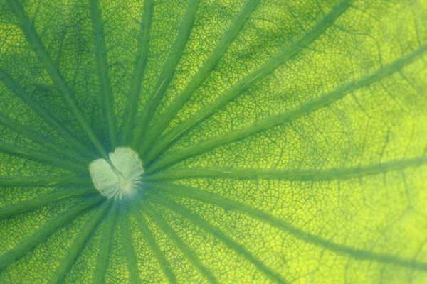 Blad van water lily, lotus — Stockfoto