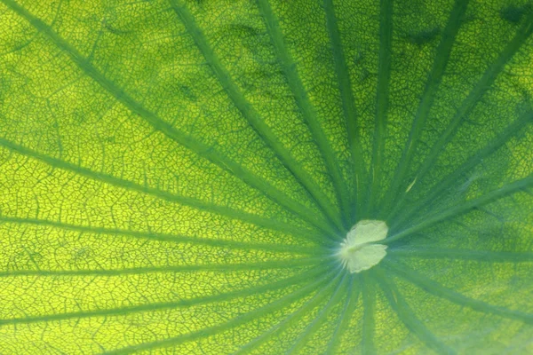 水のユリの葉ロータス — ストック写真