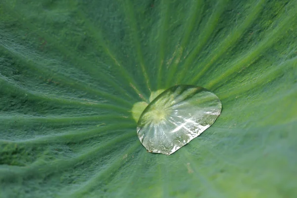 Водяная лилия, лотос — стоковое фото