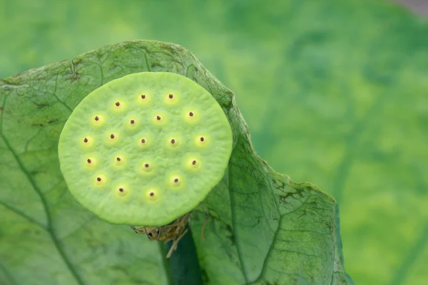 Семя водяной лилии с листьями — стоковое фото