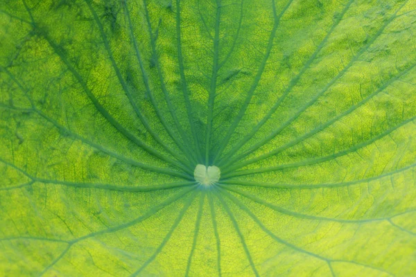 Лист водяной лилии, лотос — стоковое фото