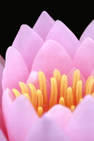 Water lily, lotus