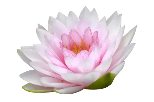 Nilüfer, lotus — Stok fotoğraf