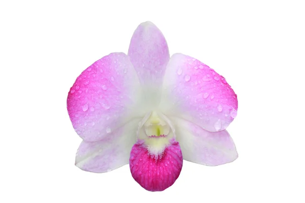 Egyetlen elszigetelt orchidea — Stock Fotó