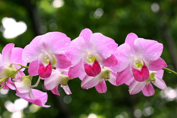 一组的粉红色兰花 — 图库照片