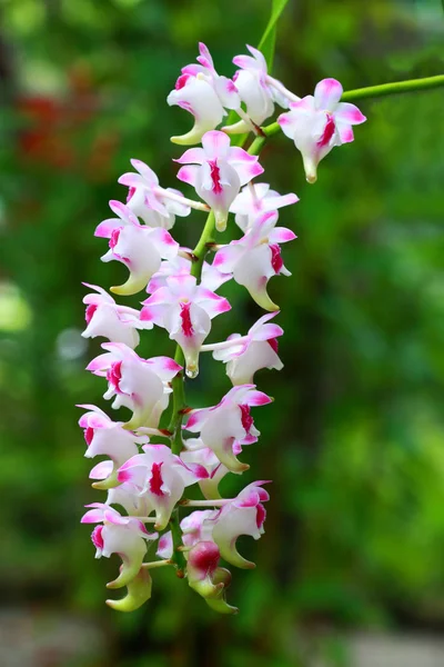 Um grupo de orquídeas coloridas — Fotografia de Stock
