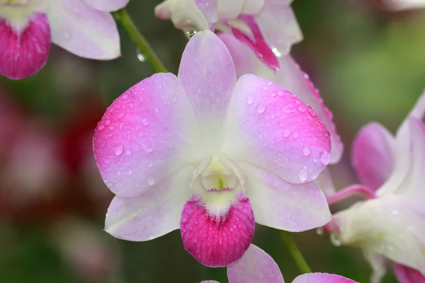 Orquídea rosa única — Fotografia de Stock