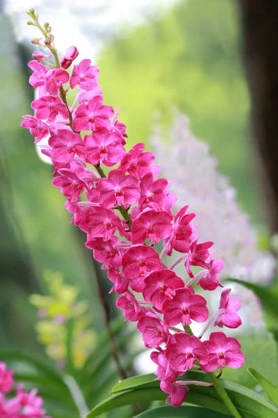 Um grupo de orquídeas rosa — Fotografia de Stock