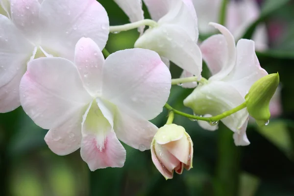 A group of white orchids — Stock Photo, Image