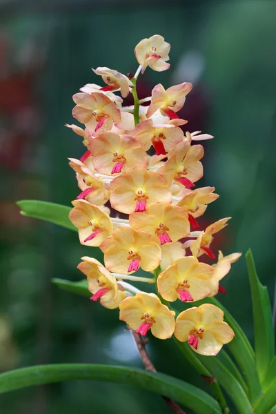 Um grupo de orquídeas laranja — Fotografia de Stock