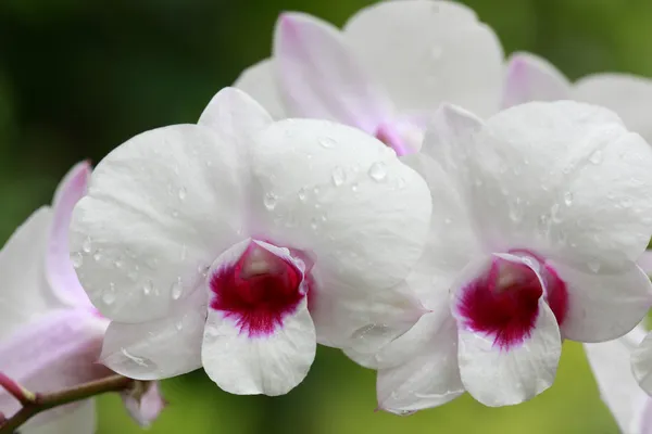 Um grupo de orquídeas brancas — Fotografia de Stock
