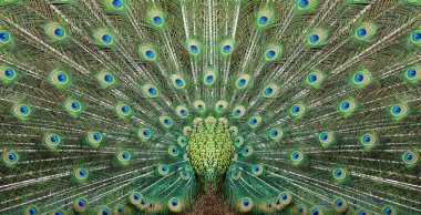 Texture of beautiful peacock tail clipart