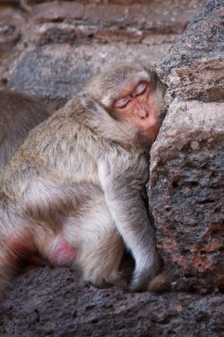 Monkey sleeping clipart