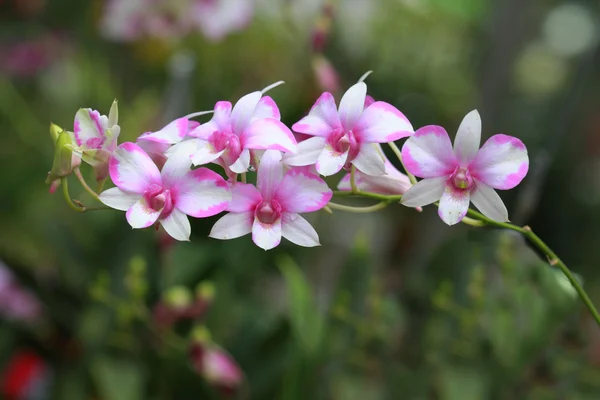 Un groupe d'orchidées colorées — Photo