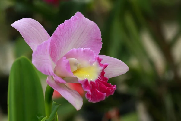 Orquídea única colorida na natureza — Fotografia de Stock