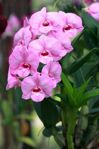 Um grupo de orquídeas rosa — Fotografia de Stock