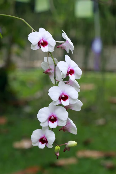 Um grupo de orquídeas brancas — Fotografia de Stock