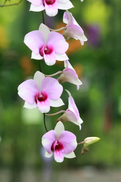 Egy csoport színes orchideák — Stock Fotó