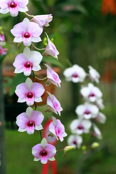 A group of colorful orchids — Stock Photo, Image