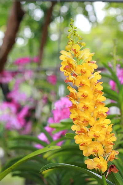 Um grupo de orquídeas laranja — Fotografia de Stock