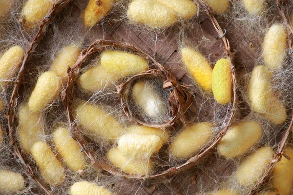 stock image Silk worms