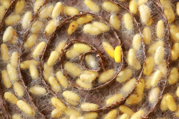 Шелковые черви — стоковое фото