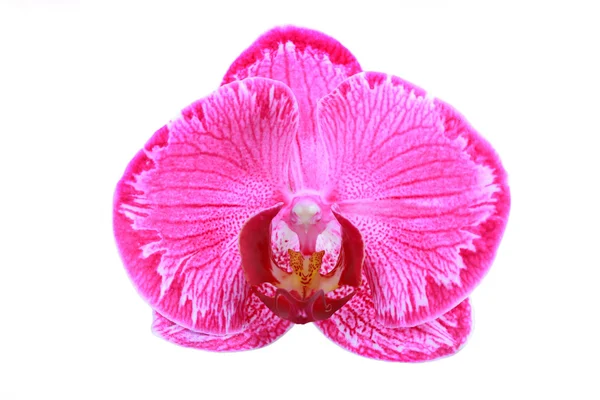 孤立的单个粉色兰花 — 图库照片