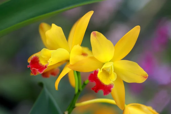 Une paire d'orchidée jaune dans la nature — Photo