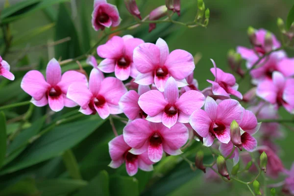 A group of pink orchids — Stock Photo, Image