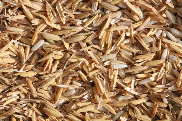 stock image Paddy rice