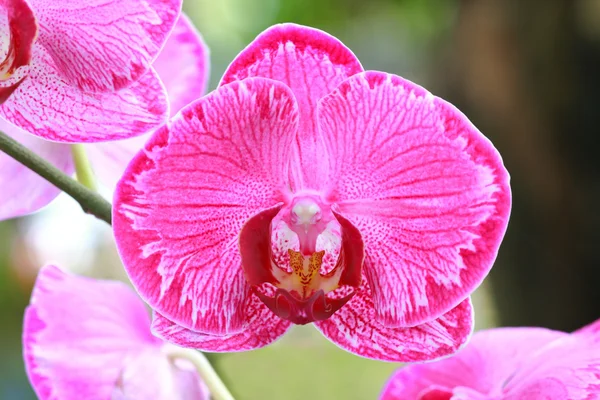 Single pink orchid — Stock Photo, Image
