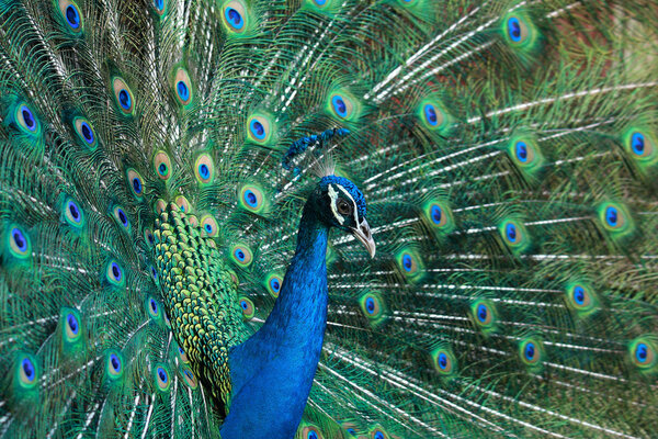 Beautiful peacock