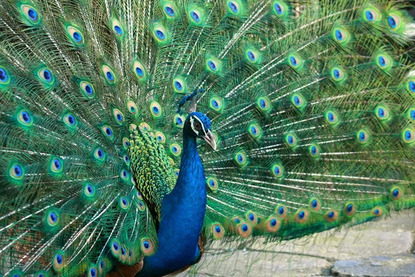 Hermoso pavo real — Foto de Stock