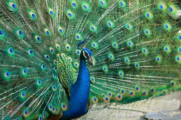 stock image Beautiful peacock